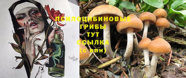прущие грибы Алексеевка